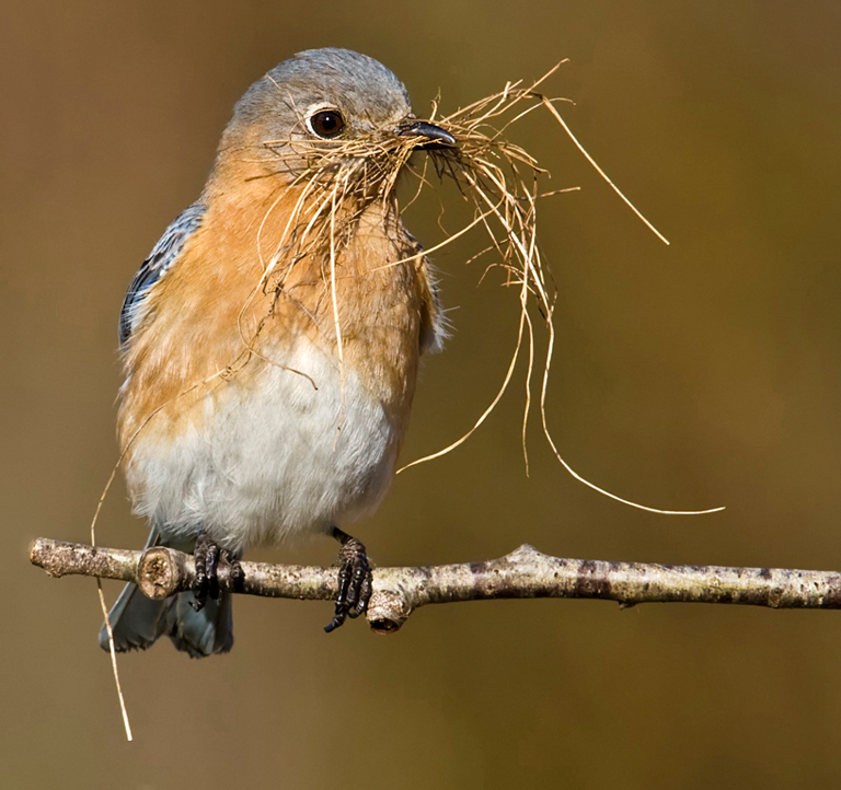 Female Bluebird with Grass
